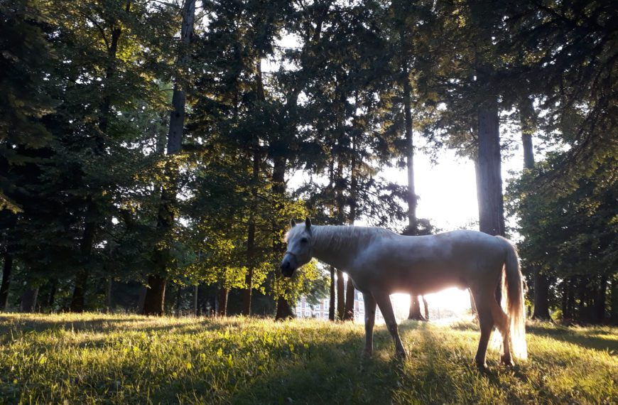 Mon Partenaire équin : Aussi du Bosc